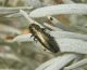 Meliboeus graminis mammutones 02.jpg
