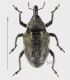 Larinus.jpg