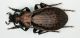 Carabus (Orinocarabus) concolor Fabricius 1792.jpg