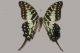 Graphium-antheus-02-Larger-Striped-Swordtail---Papilionidae.jpg