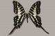 Graphium-antheus-03-Larger-Striped-Swordtail---Papilionidae.jpg