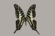 Graphium-antheus-04-Larger-Striped-Swordtail---Papilionidae.jpg