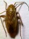 miridae_4_5_calamesquidae_140414.jpg