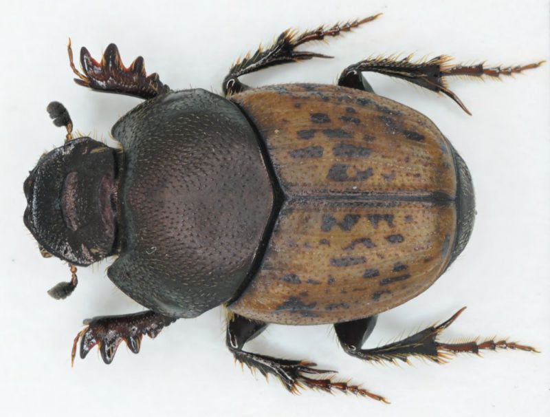 Onthophagus vacca sardegna.jpg