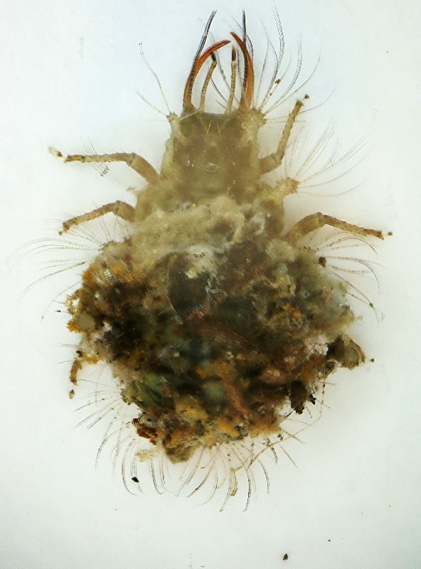 Larva Neurottero.JPG