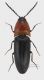 Elateridae_Red_Pronotum_Cuiesd_Forum.jpg