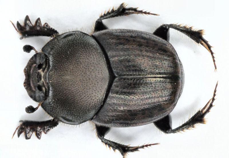 Onthophagus vacca sardegna.jpg