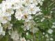 tn_DSCN1772.JPG