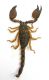 Euscorpius.jpg