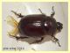 Phyllognathus excavatus femmina - Anzio - 4 luglio 2014 (1).JPG