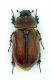 Cyphonoxia f.jpg