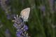 Polyommatus cfr. icarus 06.jpg