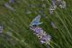 Polyommatus cfr. icarus 10.jpg