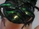 Sericotrupes niger.JPG