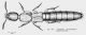 Xantholinus (Acanthophallus) appenicola Steel, 1946.jpg