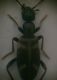 anthicidae 1a.jpg