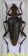 20120908_0003-Akimerus-Milovice-crop-web.jpg