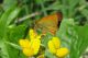 Thymelicus-acteon.jpg