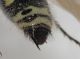 Colpa sexmaculata male2.JPG