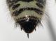 Colpa sexmaculata male3.JPG
