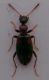 anthicidae 2b.jpg