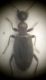 anthicidae 2a.jpg