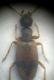 anthicidae 3b.jpg