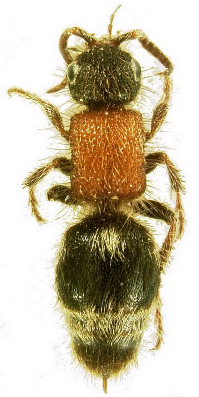 Smicromyrme sp.jpg