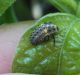 larva.jpg
