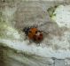 coccinella adulta.jpg