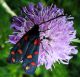 DSCF6418.JPG