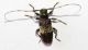 cerambicidae_2.jpg