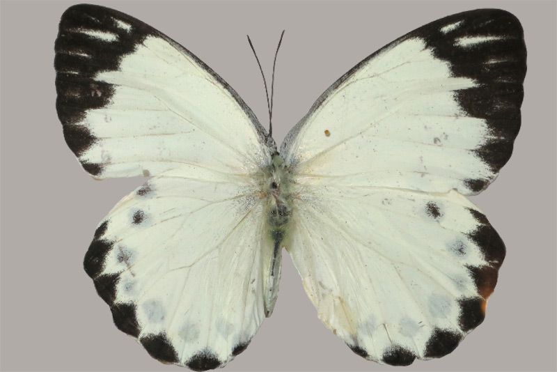 Pieridae-sp2.jpg