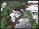 DSCF3003.jpg