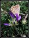 DSCF2958.jpg