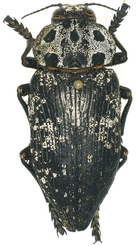 Capnodis_cariosa_Maccarese_19-V-1982.jpg