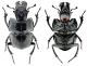 baiocchii HOLOTYPUS 2.jpg