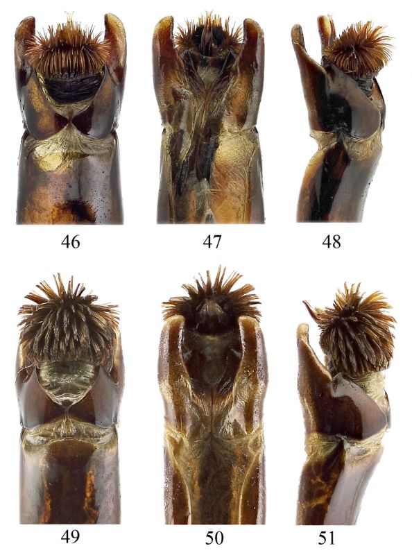 aedeagus_internal_baiocc_Kyasar_acutan_ABR1.jpg