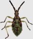 Nabidae.jpg