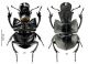 acutangulus habitus set1.jpg