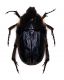 Scarabeidae-Marocco.jpg