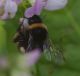 IMGP7256_Bombus_sm.JPG