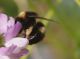 IMGP7263_Bombus_sm.JPG