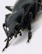 Comb1242_17cRcr.jpg