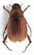Comb1251_06cRcr.jpg