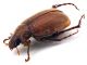 Comb1252_12cRcr.jpg