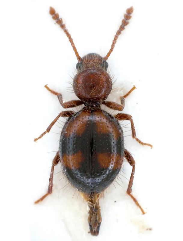 Tenebrionidae.jpg