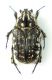 T. costata.jpg