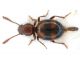 tn_Tenebrionidae - Copia.jpg