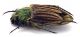 Comb1254_12cRcr.jpg